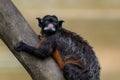 White-lipped tamarin - New World Monkey Royalty Free Stock Photo