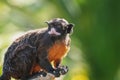 White-lipped tamarin - New World Monkey Royalty Free Stock Photo