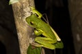 White-lipped Tree Frog Royalty Free Stock Photo