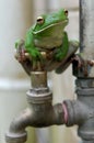 White-lipped Tree Frog on faucet Royalty Free Stock Photo