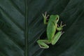 White-lipped tree frog (Litoria infrafrenata) on leaves Royalty Free Stock Photo