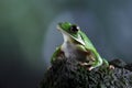 White-lipped tree frog (Litoria infrafrenata) on rock Royalty Free Stock Photo