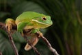 White Lipped Tree Frog, Litoria infrafrenata Royalty Free Stock Photo