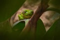 White-lipped tree frog, Nyctimystes infrafrenatus, Australia and is the world`s largest tree frog. Green amphibian in the dark Royalty Free Stock Photo