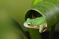 White Lipped tree frog peeking out Royalty Free Stock Photo