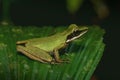 Tree frog on a leaf