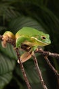 White Lipped Tree Frog, Litoria infrafrenata Royalty Free Stock Photo