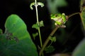 White lipped tree frog Royalty Free Stock Photo