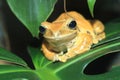 White-lipped tree frog Royalty Free Stock Photo