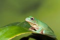 White Lipped tree frog Royalty Free Stock Photo