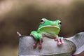 Tree fog, frogs, white lipped frog, litoria infrafrenata Royalty Free Stock Photo