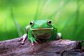 Tree fog, white lipped, frogs Royalty Free Stock Photo