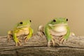 White Lipped Tree Frog Litoria infrafrenata