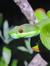 White Lips pit viper trimeresurus insularis Royalty Free Stock Photo