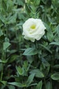 white lisianthus flower