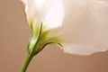 White Lisianthus flower close up Royalty Free Stock Photo