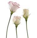 White lisianthus flowers Royalty Free Stock Photo