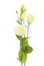 White lisianthus flowers