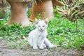 White littel cat