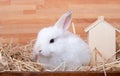 White Little Bunny Rabbit Stay On Straw In Wood Box Near Wooden House With Brown Background