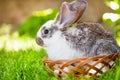 White little bunny sitting in a wooden basket