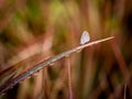 White Little Butterfly on The Rainbow Tree Royalty Free Stock Photo