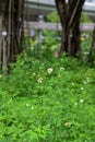 White little daisies in public park with nature light. Royalty Free Stock Photo