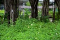 White little daisies in public park with nature light. Royalty Free Stock Photo