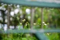 White little daisies in public park with nature light. Royalty Free Stock Photo