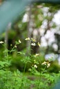 White little daisies in public park with nature light. Royalty Free Stock Photo