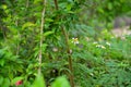 White little daisies in public park with nature light. Royalty Free Stock Photo