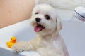 A white little dog is bathing in the bathroom