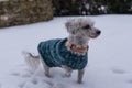 Dogs in the snow with dog coat