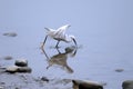 A white little egret catch fish Royalty Free Stock Photo