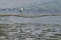 White little egret on chain over a sea Royalty Free Stock Photo