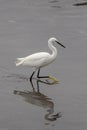 White little egret closeup Royalty Free Stock Photo