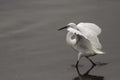 White little egret closeup Royalty Free Stock Photo