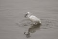 White little egret eating a fish Royalty Free Stock Photo