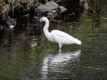 White little egret stands in a reservoir pond 1 Royalty Free Stock Photo