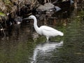 White little egret stands in a reservoir pond 2 Royalty Free Stock Photo