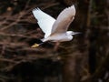 White little egret in flight over the Hikiji River Royalty Free Stock Photo