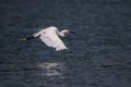 White little egret flying over blue lake Royalty Free Stock Photo