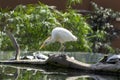 Egret looks at turtle in a pond