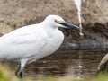 White little egret stands in a reservoir pond 18 Royalty Free Stock Photo