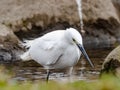 White little egret stands in a reservoir pond 22 Royalty Free Stock Photo