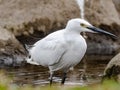 White little egret stands in a reservoir pond 23 Royalty Free Stock Photo