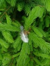 White little feather on a branch of spruce. Feather of a bird close to the side. Natural