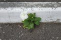 White little flower growing through concrete floor.