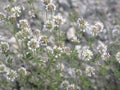 Dorycnium pentaphyllum in bloom