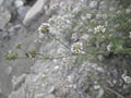 Dorycnium pentaphyllum in bloom